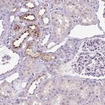 OR2AK2 Antibody in Immunohistochemistry (Paraffin) (IHC (P))