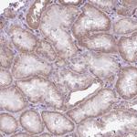 RNASE10 Antibody in Immunohistochemistry (Paraffin) (IHC (P))