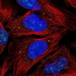 CAMLG Antibody in Immunocytochemistry (ICC/IF)