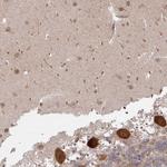 CAMLG Antibody in Immunohistochemistry (Paraffin) (IHC (P))