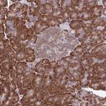 RNF10 Antibody in Immunohistochemistry (Paraffin) (IHC (P))