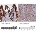 EPLIN Antibody in Immunohistochemistry (IHC)