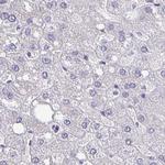 EPLIN Antibody in Immunohistochemistry (IHC)