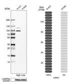 EPLIN Antibody in Western Blot (WB)