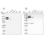 EPLIN Antibody in Western Blot (WB)