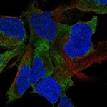 FAT4 Antibody in Immunocytochemistry (ICC/IF)