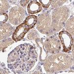 Nhe-1 Antibody in Immunohistochemistry (IHC)