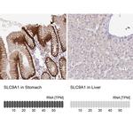 Nhe-1 Antibody