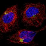 DENND5A Antibody in Immunocytochemistry (ICC/IF)