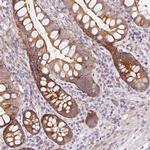 ATP8A1 Antibody in Immunohistochemistry (Paraffin) (IHC (P))