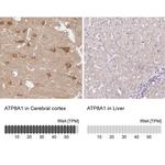 ATP8A1 Antibody in Immunohistochemistry (IHC)