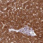 ZNF569 Antibody in Immunohistochemistry (Paraffin) (IHC (P))