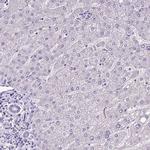 C9orf24 Antibody in Immunohistochemistry (Paraffin) (IHC (P))