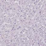 C9orf24 Antibody in Immunohistochemistry (IHC)