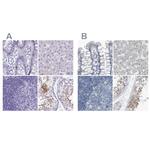 ZPBP2 Antibody in Immunohistochemistry (IHC)