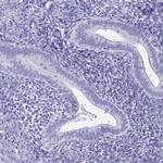 ZPBP2 Antibody in Immunohistochemistry (IHC)