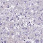 ZPBP2 Antibody in Immunohistochemistry (IHC)