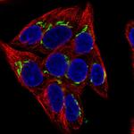 MAN1A1 Antibody in Immunocytochemistry (ICC/IF)