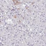 BAG6 Antibody in Immunohistochemistry (IHC)