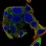 SEC63 Antibody in Immunocytochemistry (ICC/IF)