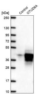 OTUD6A Antibody in Western Blot (WB)