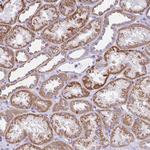 SLC13A1 Antibody in Immunohistochemistry (Paraffin) (IHC (P))