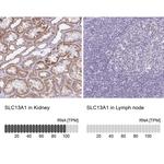 SLC13A1 Antibody in Immunohistochemistry (IHC)