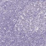 SLC13A1 Antibody in Immunohistochemistry (IHC)