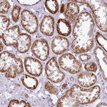 DPAGT1 Antibody in Immunohistochemistry (Paraffin) (IHC (P))