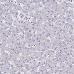 AKAP5 Antibody in Immunohistochemistry (Paraffin) (IHC (P))