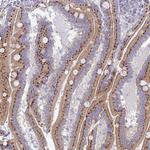 VKORC1L1 Antibody in Immunohistochemistry (Paraffin) (IHC (P))