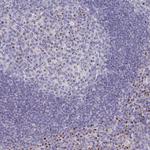 VKORC1L1 Antibody in Immunohistochemistry (Paraffin) (IHC (P))