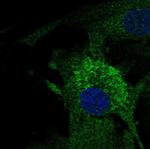 MFAP4 Antibody in Immunocytochemistry (ICC/IF)