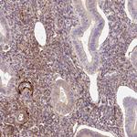 MFAP4 Antibody in Immunohistochemistry (Paraffin) (IHC (P))