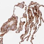 MFAP4 Antibody in Immunohistochemistry (Paraffin) (IHC (P))