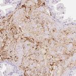 MFAP4 Antibody in Immunohistochemistry (Paraffin) (IHC (P))