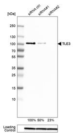 TLE3 Antibody in Western Blot (WB)