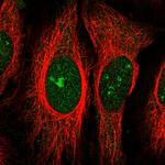 ZNF106 Antibody in Immunocytochemistry (ICC/IF)