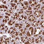 ZNF106 Antibody in Immunohistochemistry (Paraffin) (IHC (P))