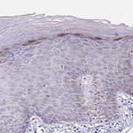 IL-37 Antibody in Immunohistochemistry (Paraffin) (IHC (P))