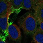 CHRNA5 Antibody in Immunocytochemistry (ICC/IF)