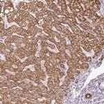 PQLC2L Antibody in Immunohistochemistry (Paraffin) (IHC (P))