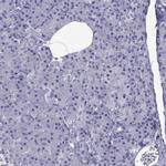 Spectrin beta-4 Antibody in Immunohistochemistry (IHC)