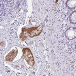 HRG Antibody in Immunohistochemistry (Paraffin) (IHC (P))