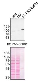 VGF Antibody in Immunoprecipitation (IP)