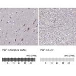 VGF Antibody