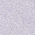 TMEM79 Antibody in Immunohistochemistry (Paraffin) (IHC (P))