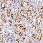 ASB4 Antibody in Immunohistochemistry (Paraffin) (IHC (P))