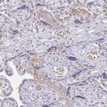 RHAG Antibody in Immunohistochemistry (Paraffin) (IHC (P))