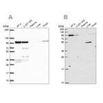 ZW10 Antibody in Western Blot (WB)